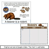 Beaver Information Book | Emergent Reader and Decodable | Print and Digital