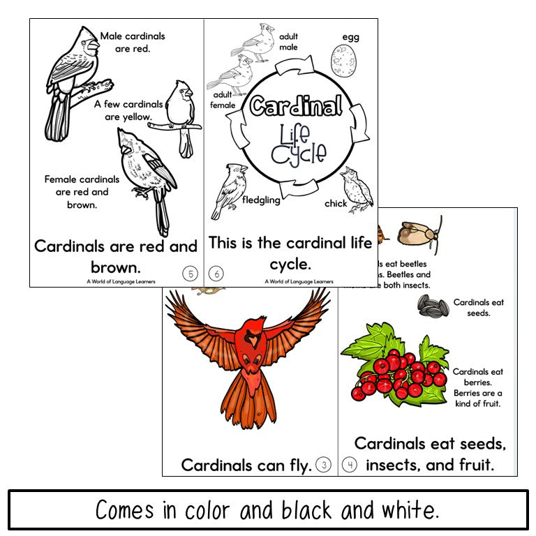 Cardinal Bird Book - Decodable & Informational Text - Print and Digital