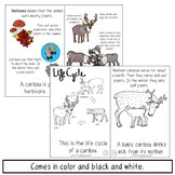 Caribou Information Book and Decodable | Reindeer Print and Digital
