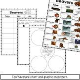 Beaver Information Book | Emergent Reader and Decodable | Print and Digital